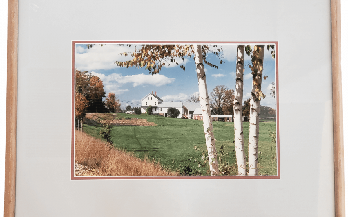 Old farmhouse in the country seen through some birch trees