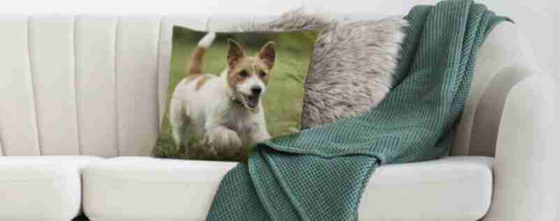 couch pillow featuring a photo of a dog, alongside a blanket